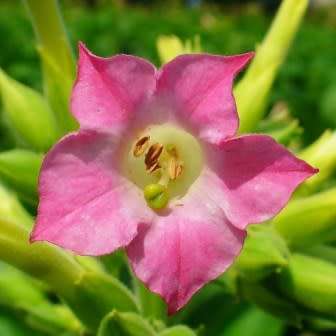 Nicotiana tabacum - Cultivated Smoking Tobacco - 50 Seed Pack - Combined Shipping - NEW - Perennial