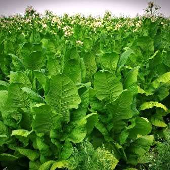 Nicotiana tabacum - Cultivated Smoking Tobacco - 50 Seed Pack - Combined Shipping - NEW - Perennial
