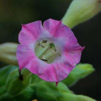 Nicotiana tabacum - Cultivated Smoking Tobacco - 50 Seed Pack - Combined Shipping - NEW - Perennial