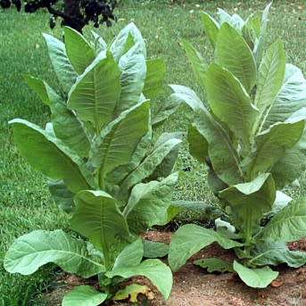 Nicotiana tabacum - Cultivated Smoking Tobacco - 50 Seed Pack - Combined Shipping - NEW - Perennial