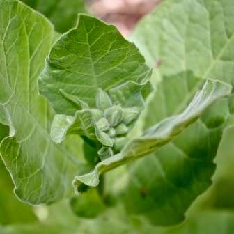 Nicotiana tabacum - Cultivated Smoking Tobacco - 50 Seed Pack - Combined Shipping - NEW - Perennial