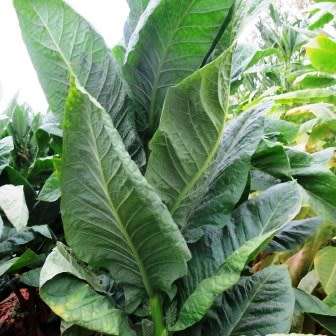 Nicotiana tabacum - Cultivated Smoking Tobacco - 50 Seed Pack - Combined Shipping - NEW - Perennial