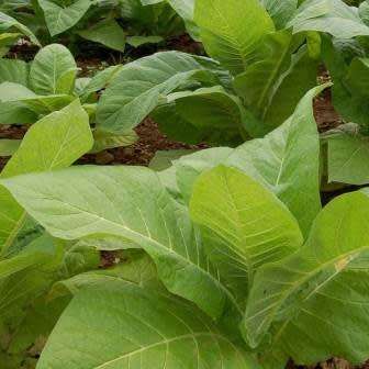 Nicotiana tabacum Bonanza - Cultivated Smoking Tobacco Seeds - Combined Shipping - Perennial