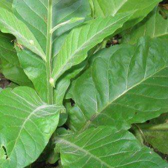 Nicotiana tabacum Gold Dollar - Cultivated Smoking Tobacco Seeds - Perennial