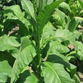 Nicotiana tabacum Lizard Tail Orinoco - Cultivated Smoking Tobacco Seeds - Perennial