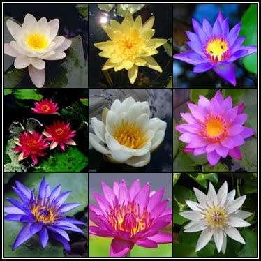 Water Lily Seeds - Mixed Species Varieties and Colours - Nymphaea (Egyptian Lotuses) - New