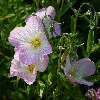 50 Oenothera speciosa Seeds - Silky Orchid Pink Evening Primrose - Hardy Perennial