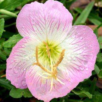 50 Oenothera speciosa Seeds - Silky Orchid Pink Evening Primrose - Hardy Perennial