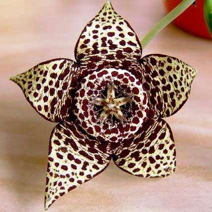 Orbea variegata Seeds - Indigenous South African Stapeliad Succulents - Combined Worldwide Shipping