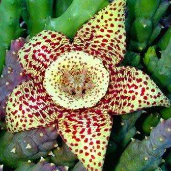 Orbea variegata Seeds - Indigenous South African Stapeliad Succulents - Combined Worldwide Shipping