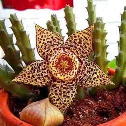 Orbea variegata Seeds - Indigenous South African Stapeliad Succulents - Combined Worldwide Shipping
