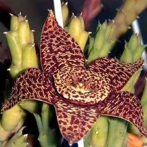 Orbea variegata Seeds - Indigenous South African Stapeliad Succulents - Combined Worldwide Shipping