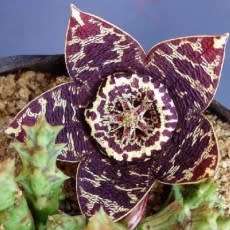 Orbea variegata Seeds - Indigenous South African Stapeliad Succulents - Combined Worldwide Shipping