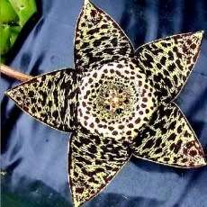 Orbea variegata Seeds - Indigenous South African Stapeliad Succulents - Combined Worldwide Shipping