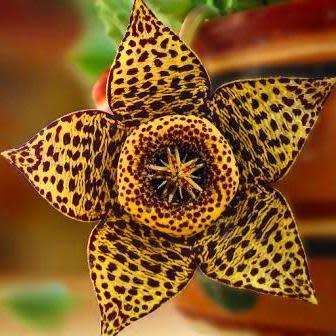 Orbea variegata Seeds - Indigenous South African Stapeliad Succulents - Combined Worldwide Shipping