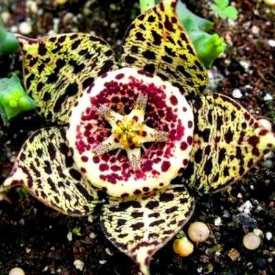 Orbea variegata Seeds - Indigenous South African Stapeliad Succulents - Combined Worldwide Shipping