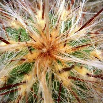 Oreocereus celsianus Seeds - Exotic Cactus Succulent -Combined Global Shipping