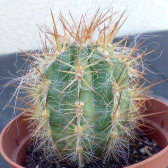 Oreocereus celsianus Seeds - Exotic Cactus Succulent -Combined Global Shipping