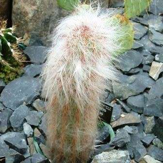 Oreocereus celsianus Seeds - Exotic Cactus Succulent -Combined Global Shipping