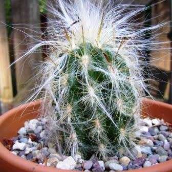 Oreocereus celsianus Seeds - Exotic Cactus Succulent -Combined Global Shipping