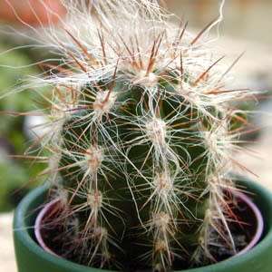 Oreocereus celsianus Seeds - Exotic Cactus Succulent -Combined Global Shipping