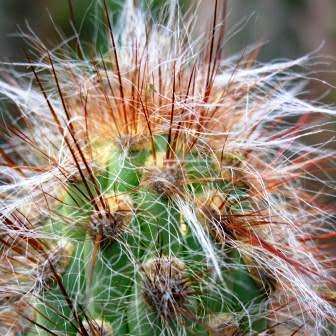 Oreocereus fossulatus rubrispina Seeds - Exotic Cactus Succulent - Combined Shipping