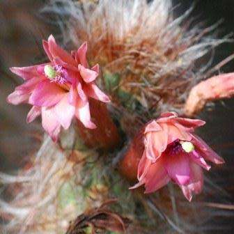 Oreocereus fossulatus rubrispina Seeds - Exotic Cactus Succulent - Combined Shipping
