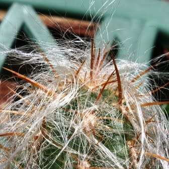 Oreocereus fossulatus rubrispina Seeds - Exotic Cactus Succulent - Combined Shipping