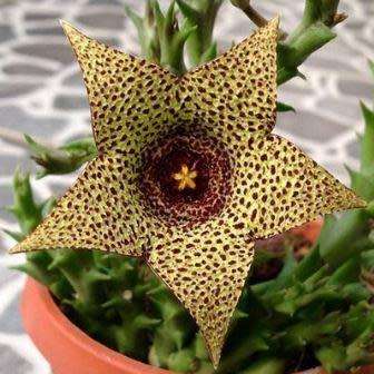 Orbea verrucosa Seeds - Indigenous South African Endemic Stapeliad - Combined Global Shipping