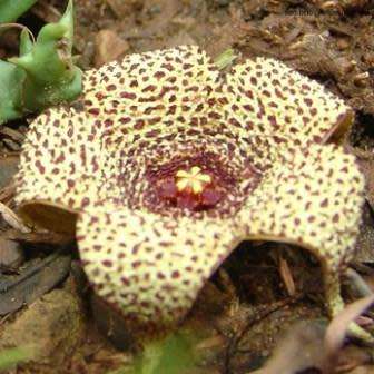 Orbea verrucosa Seeds - Indigenous South African Endemic Stapeliad - Combined Global Shipping
