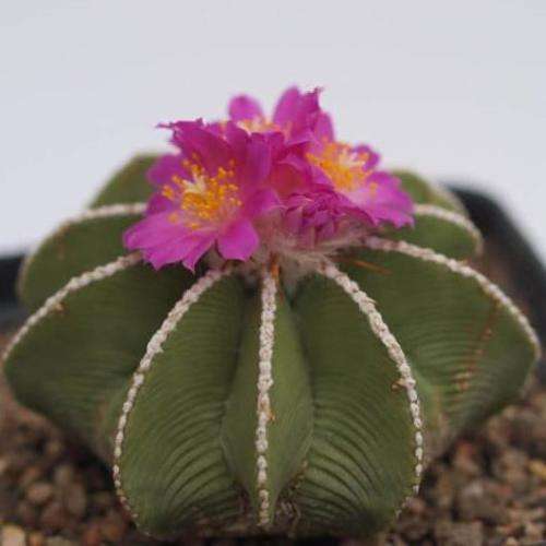 5 Aztekium hintonii Seeds - Rare Exotic Succulent - Cactus - Combined Worldwide Shipping
