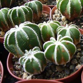 5 Aztekium hintonii Seeds - Rare Exotic Succulent - Cactus - Combined Worldwide Shipping