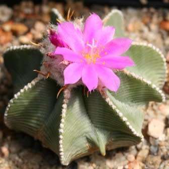5 Aztekium hintonii Seeds - Rare Exotic Succulent - Cactus - Combined Worldwide Shipping