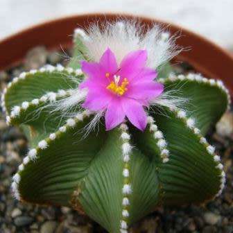 5 Aztekium hintonii Seeds - Rare Exotic Succulent - Cactus - Combined Worldwide Shipping