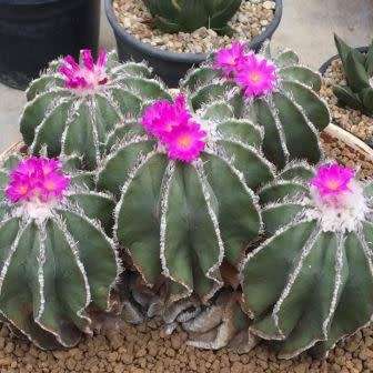 5 Aztekium hintonii Seeds - Rare Exotic Succulent - Cactus - Combined Worldwide Shipping