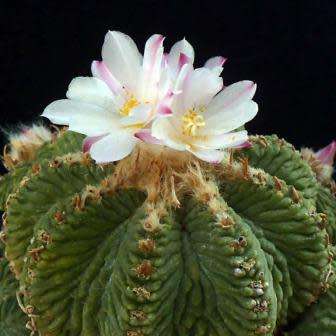5 Aztekium ritteri Seeds - Rare Exotic Succulent - Cactus - Combined Worldwide Shipping