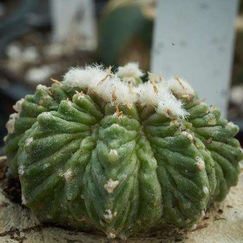 5 Aztekium ritteri Seeds - Rare Exotic Succulent - Cactus - Combined Worldwide Shipping
