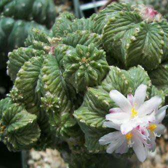 5 Aztekium ritteri Seeds - Rare Exotic Succulent - Cactus - Combined Worldwide Shipping