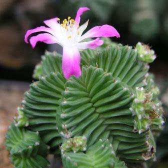 Aztekium valdezii Seeds - Rare Exotic Succulent - Cactus - Combined Worldwide Shipping