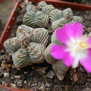 Aztekium valdezii Seeds - Rare Exotic Succulent - Cactus - Combined Worldwide Shipping