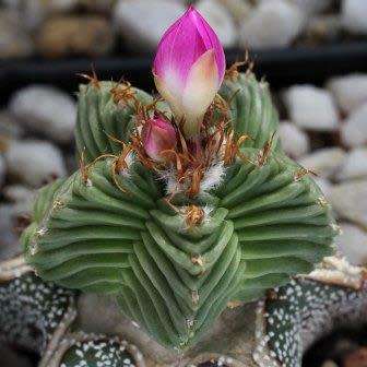 Aztekium valdezii Seeds - Rare Exotic Succulent - Cactus - Combined Worldwide Shipping