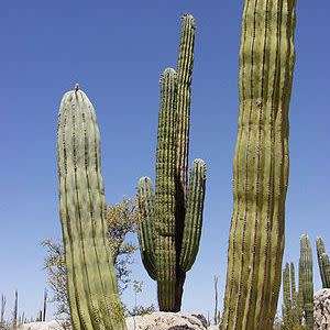 10+ Pachycereus pringlei Seeds - Exotic Cactus Edible Fruit + Free Seeds with all Orders