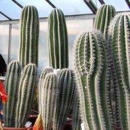 10+ Pachycereus pringlei Seeds - Exotic Cactus Edible Fruit + Free Seeds with all Orders