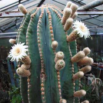 10+ Pachycereus pringlei Seeds - Exotic Cactus Edible Fruit + Free Seeds with all Orders
