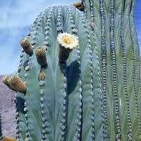 10+ Pachycereus pringlei Seeds - Exotic Cactus Edible Fruit + Free Seeds with all Orders