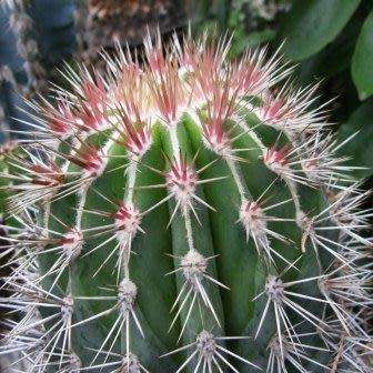 10+ Pachycereus pringlei Seeds - Exotic Cactus Edible Fruit + Free Seeds with all Orders