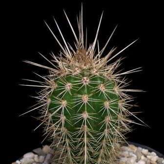 10+ Pachycereus pringlei Seeds - Exotic Cactus Edible Fruit + Free Seeds with all Orders