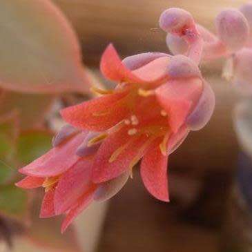 Pachyphytum clavifolia - 10 Seed Pack - Exotic Cold Hardy Succulent - Combined Global Shipping