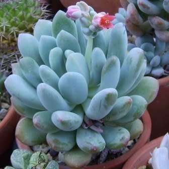 Pachyphytum clavifolia - 10 Seed Pack - Exotic Cold Hardy Succulent - Combined Global Shipping