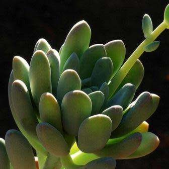 Pachyphytum clavifolia - 10 Seed Pack - Exotic Cold Hardy Succulent - Combined Global Shipping